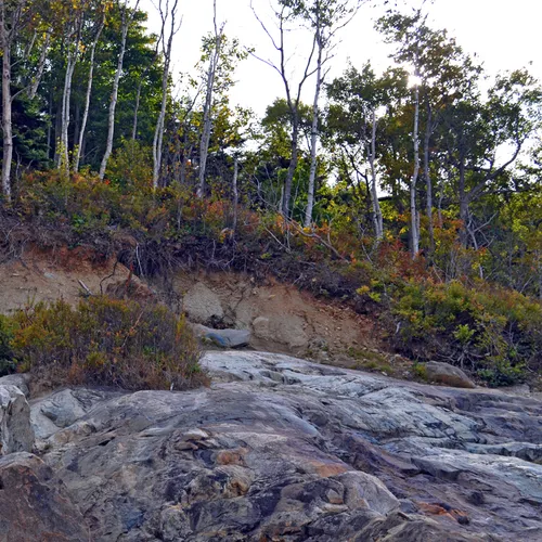 Acadia Trees Fall 1-18