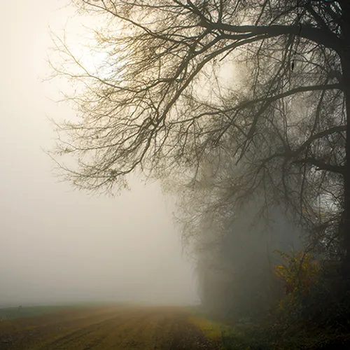 Fanniesloan 2015 Fog 5