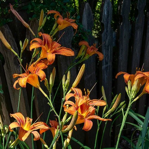 Orangedaylily 2