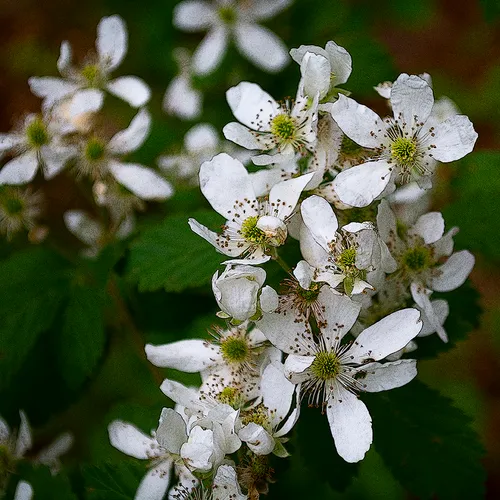 Blackberryblossom 1