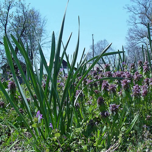 Purple Flower Drybrush Ink Outline