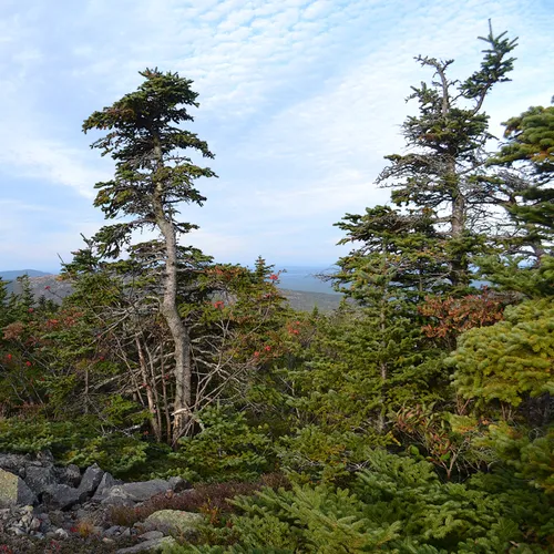 Acadia Trees Fall 1-8