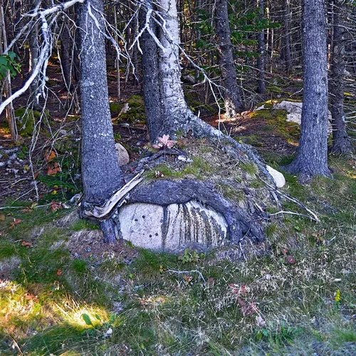 Acadia Trees Fall 1-26