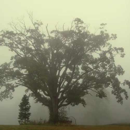 Foggy Morning Bradshaw