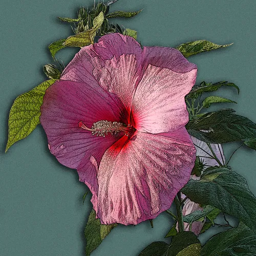 Hibiscus