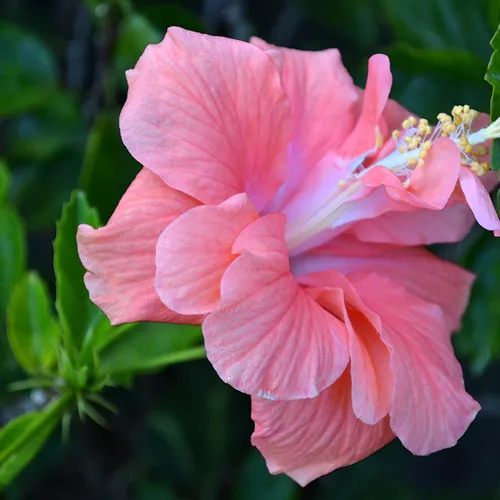 Hibiscus 2