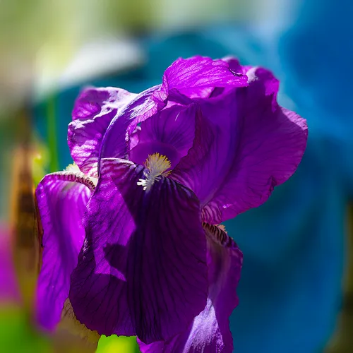 Irispurple 1