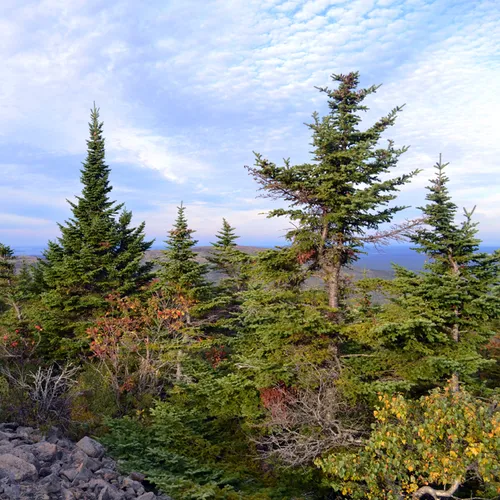 Acadia Trees Fall 1-10