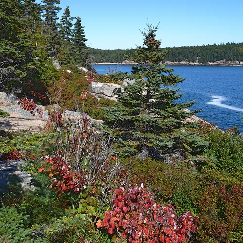 Acadia Trees Fall 1-2