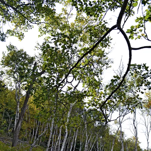 Acadia Trees Fall 1-20