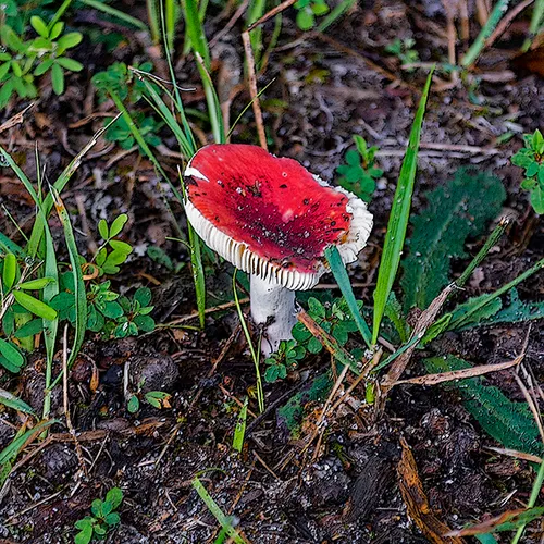 Toadstool 2