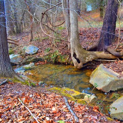 Tree and Creek