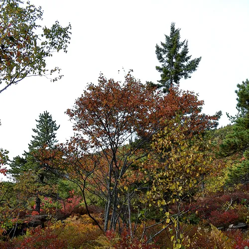 Acadia Trees Fall 1-13