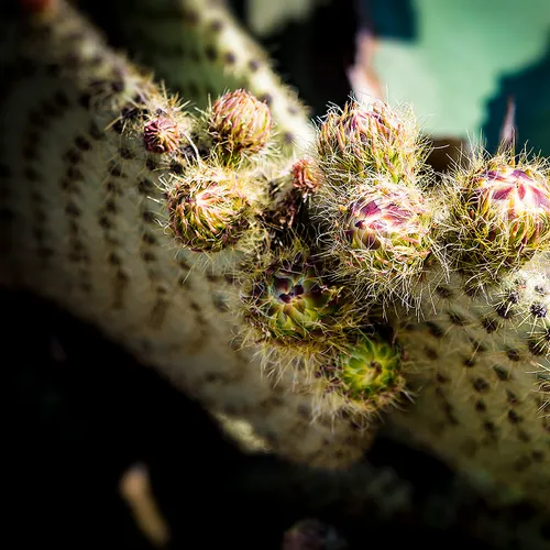 Cactus 1