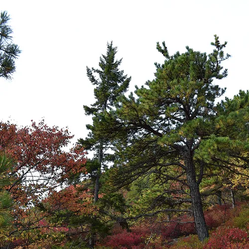 Acadia Trees Fall 1-11
