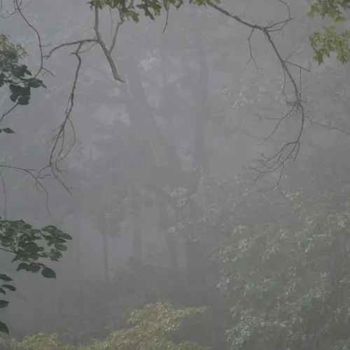 Fog in the Shenandoah