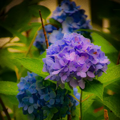 Hydrangeas 1