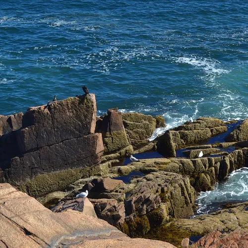 Acadia Shore Fall 1-2