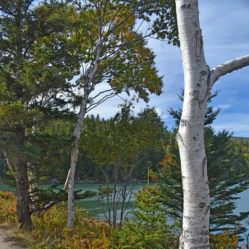 Acadia Trail 1