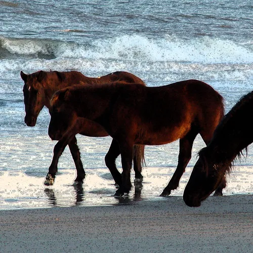 Best Horse Ad Outlined