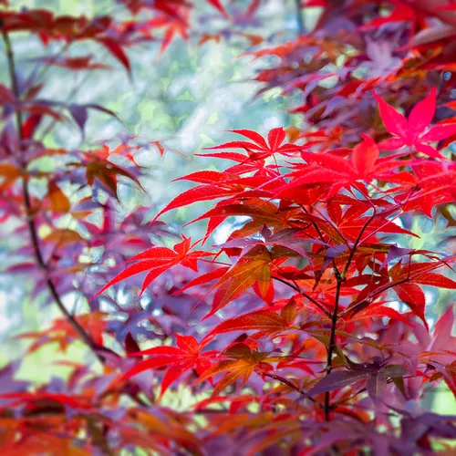 Japanesemaple 2
