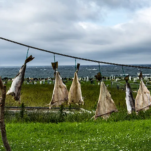 Newfoundlanddryingfishcrop
