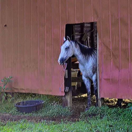 horse in Davie County