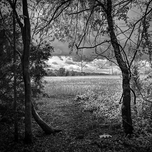 Caublecreekfield 2 B&W