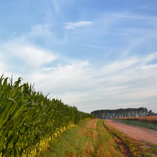 Corn Rows