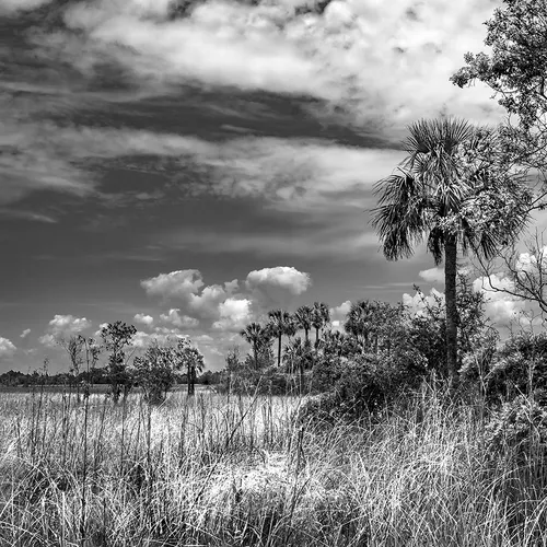Cedarkey 12 B&W