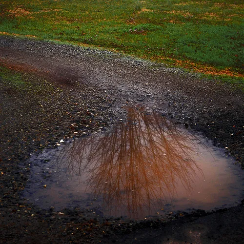 2015 Tree Reflection