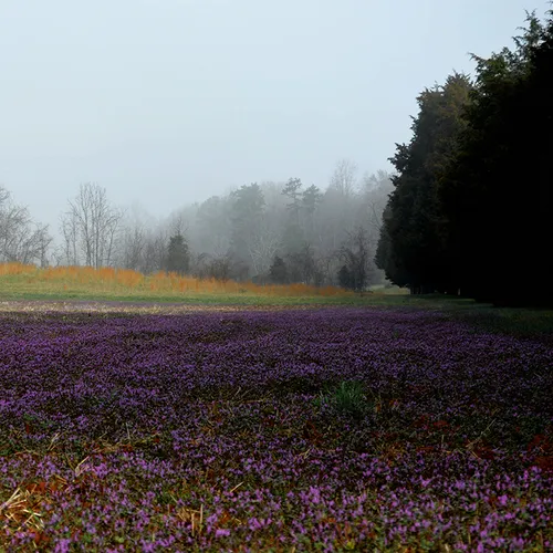 Purple Field 1