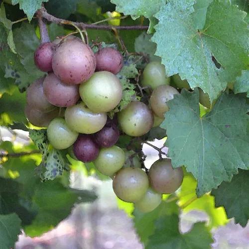 Grapes Cc