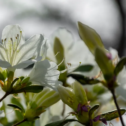 Whiteazalea 1