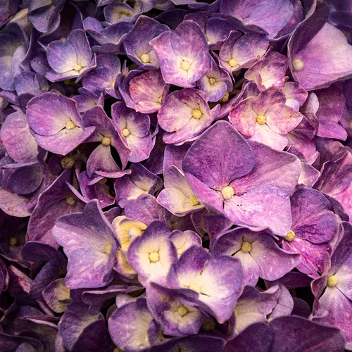 Purplehydrangea 2