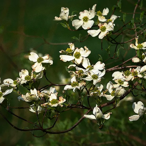 Dogwood 5