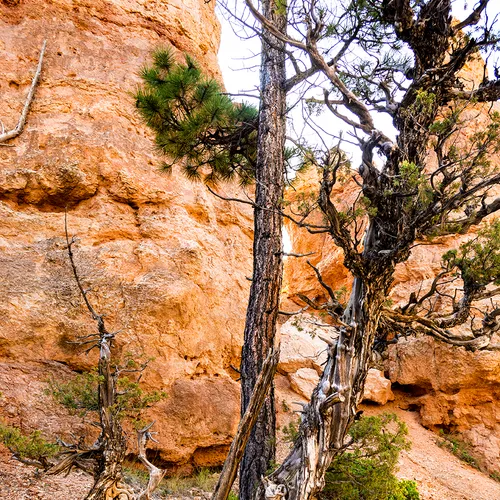 BryceNationalPark 17