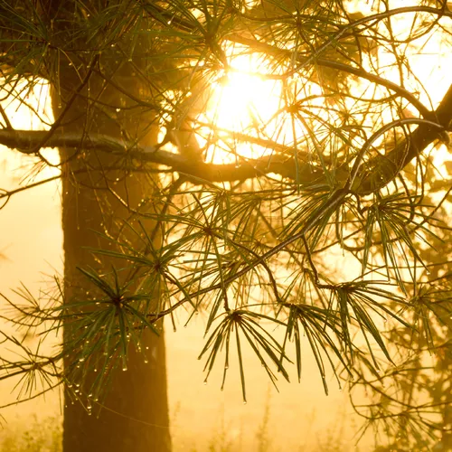 Sunrise Through The Tree