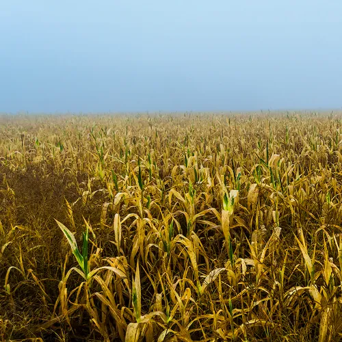 Cornfield 1