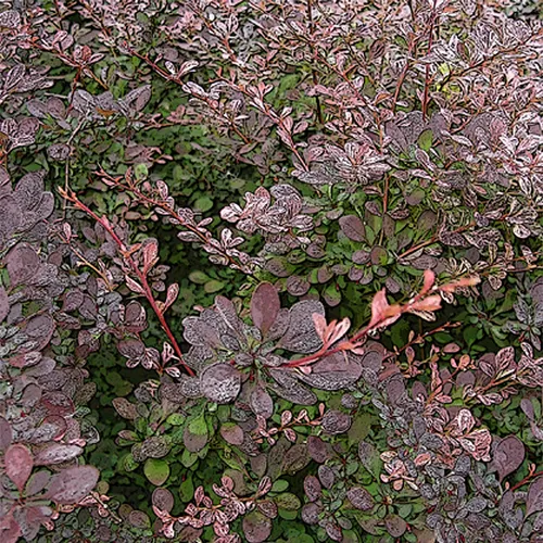Cl Pink Bush