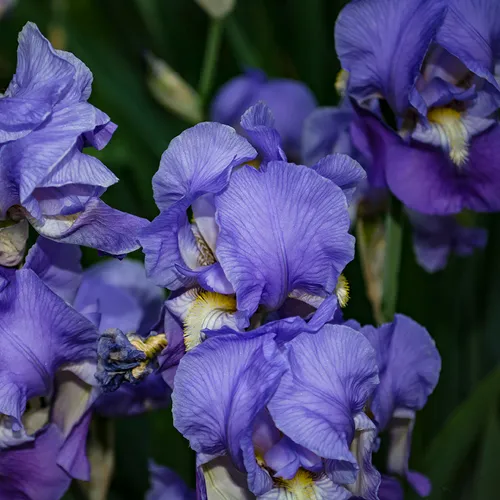 Iris 4 2018