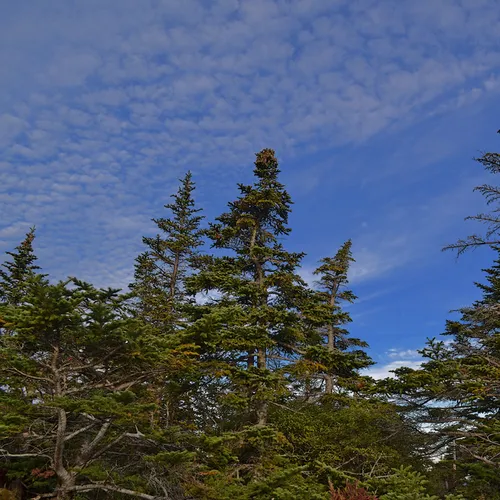 Acadia Trees Fall 1-4