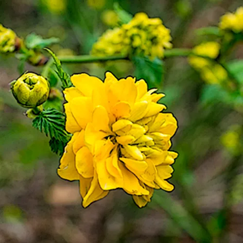 2 Yellowflower 1 72.Jpg