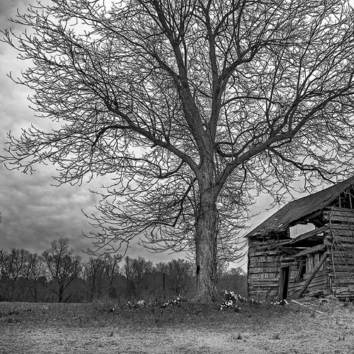 Reeseislandbarn 1 B&W