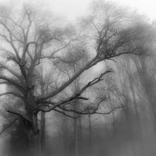 Treefog 1