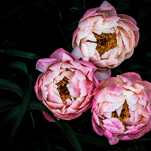 Peony 4