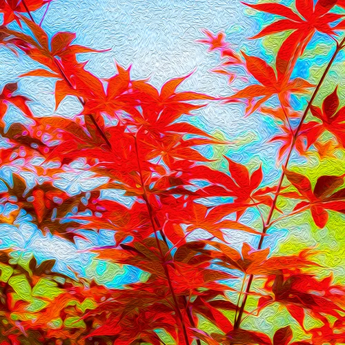 Japanesemaple 5