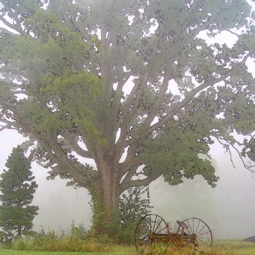 Foggy Morning 3 Bradshaw