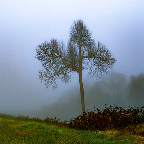 Fanniesloan 2015 Fog 17