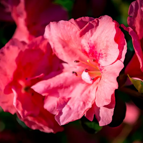 Azaleas 9